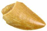 Serrated Raptor Tooth - Real Dinosaur Tooth #347064-1